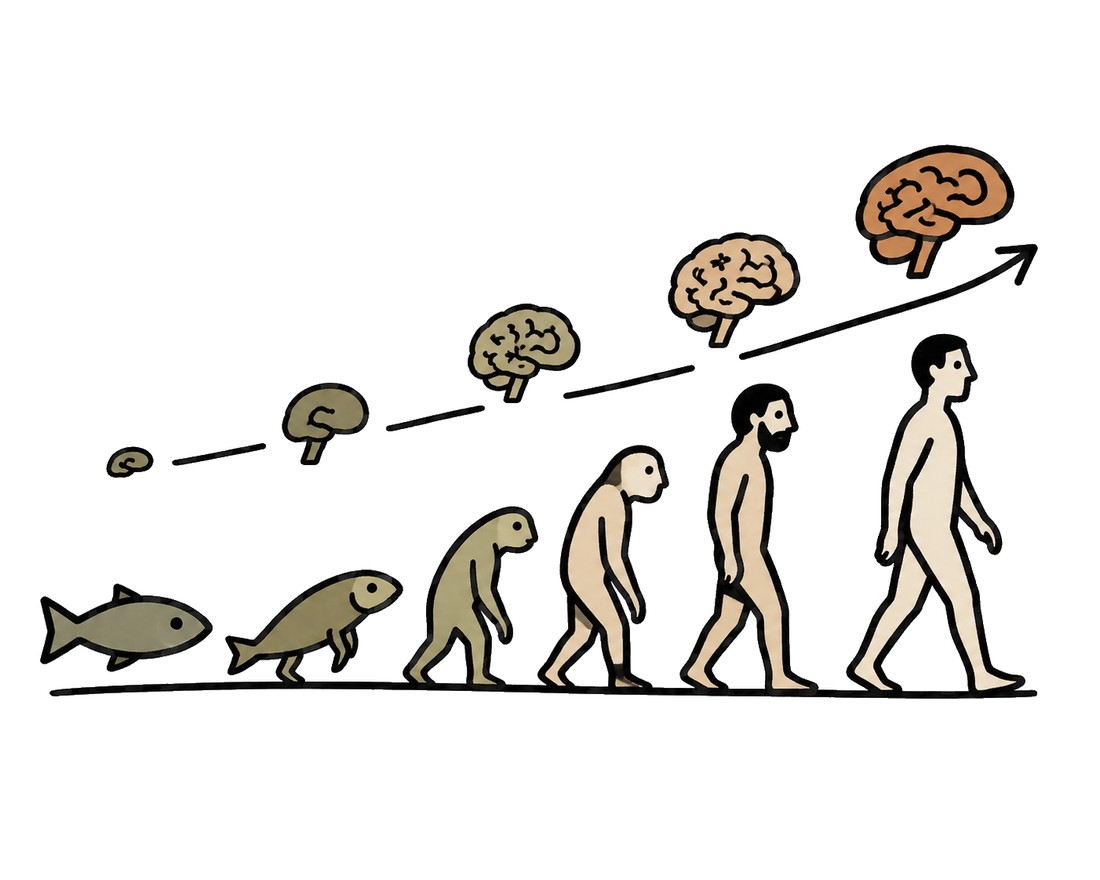 The evolution of the brain, from fish to human